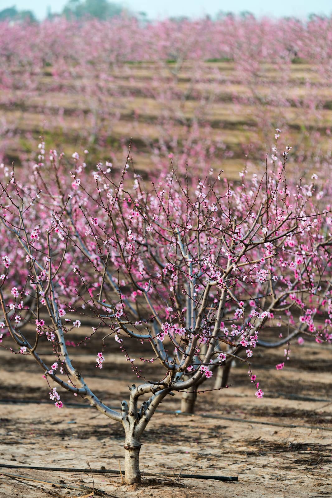 rural landscape, blooming peach garden, agricultural industry