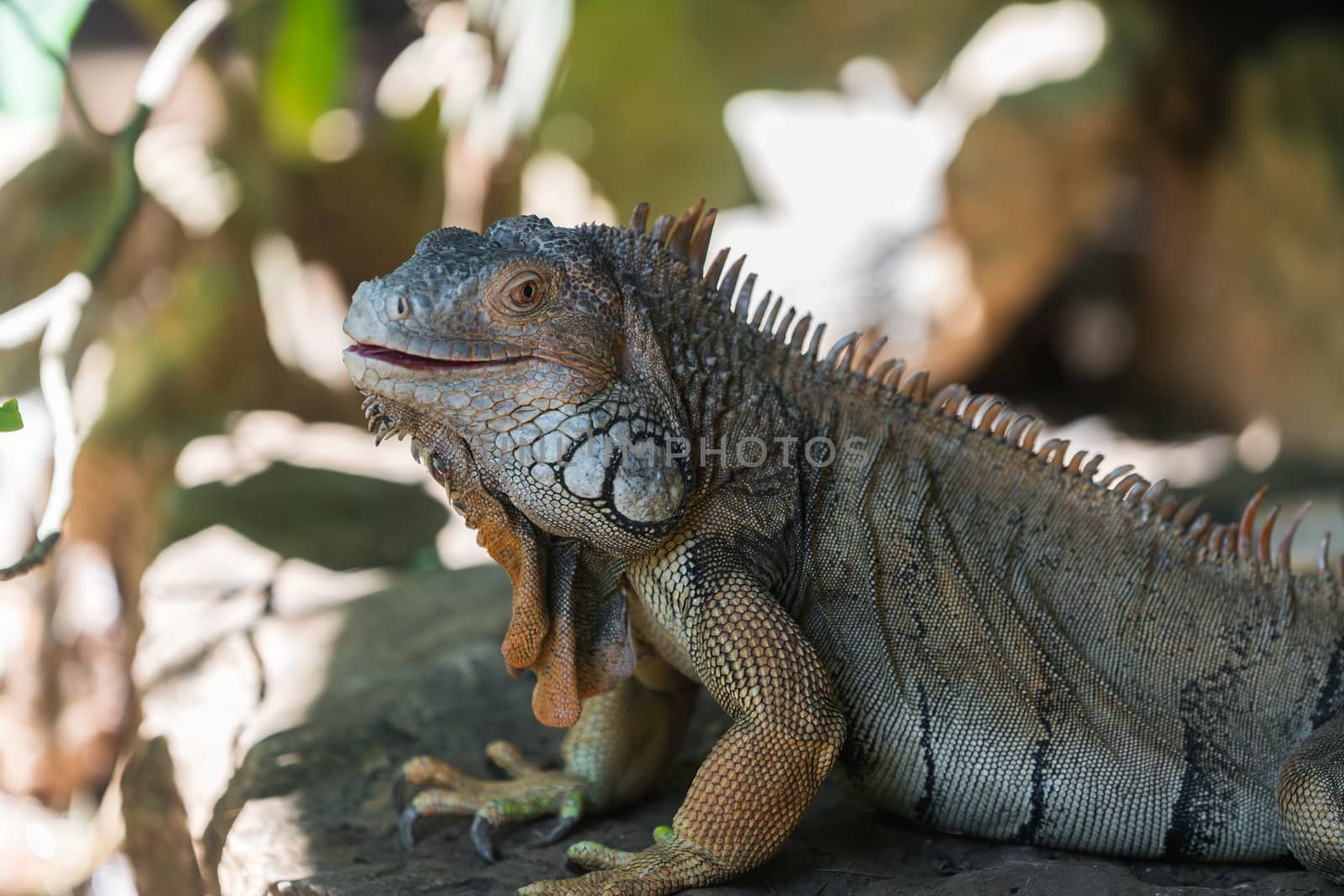 large iguana lizard in the wild close-up