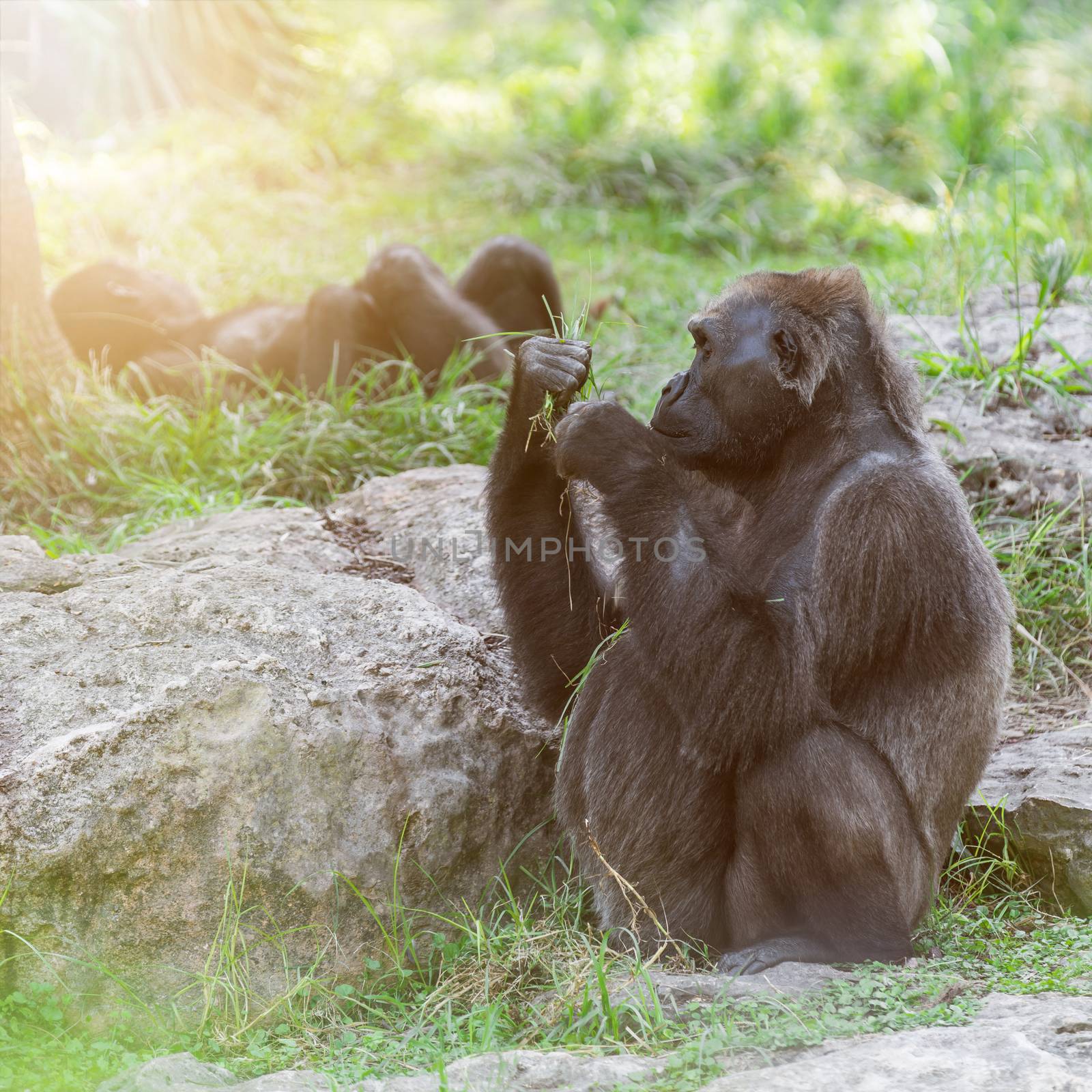 wildlife, gorilla animals  by MegaArt