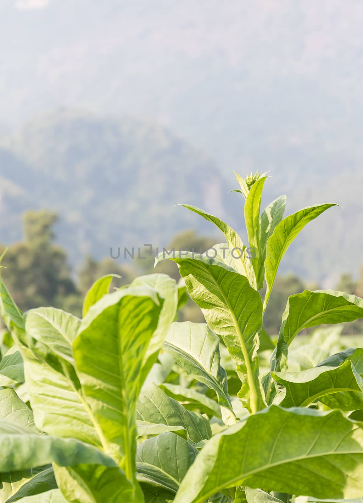 Nicotiana tabacum  herbaceous plant by stoonn