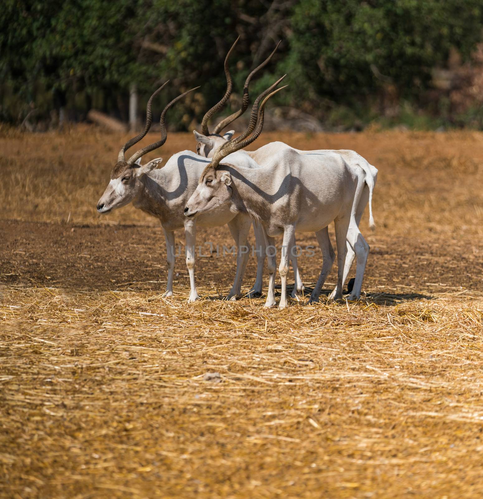 wildlife, animal antelope addax close-up in nature