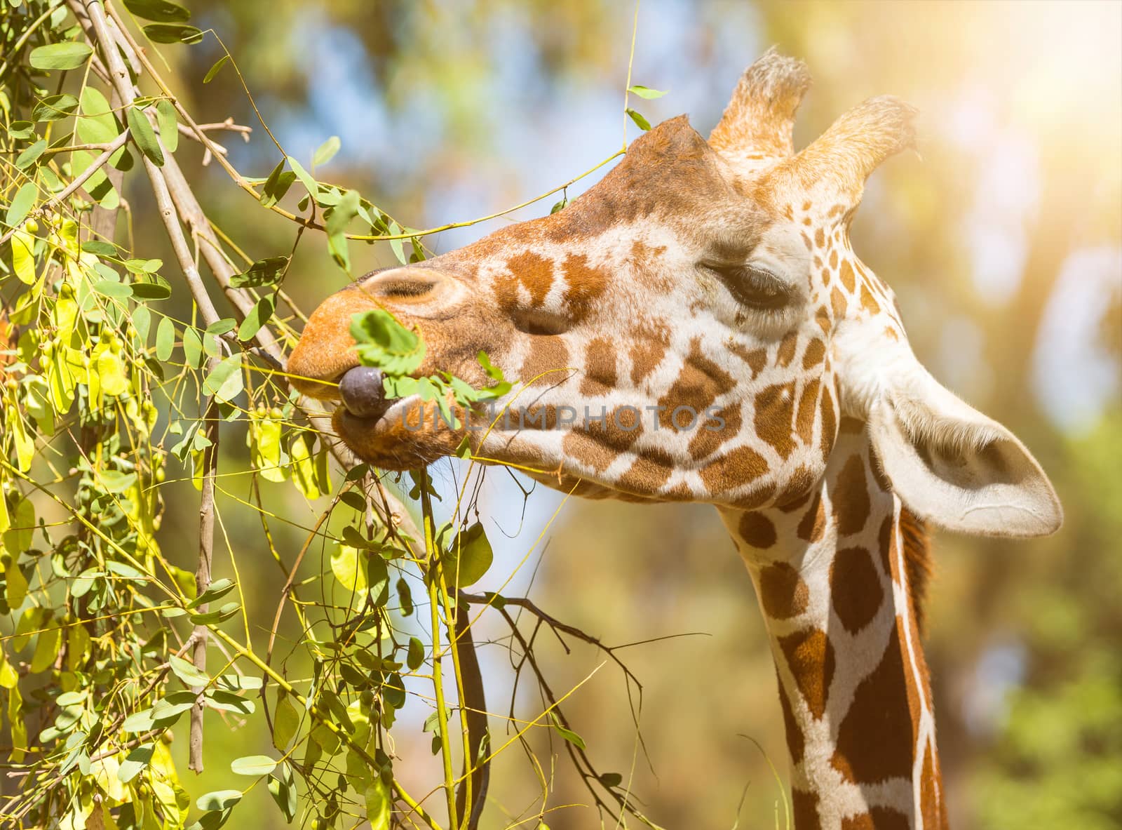 wildlife, animal giraffe eats leaves close-up portrait