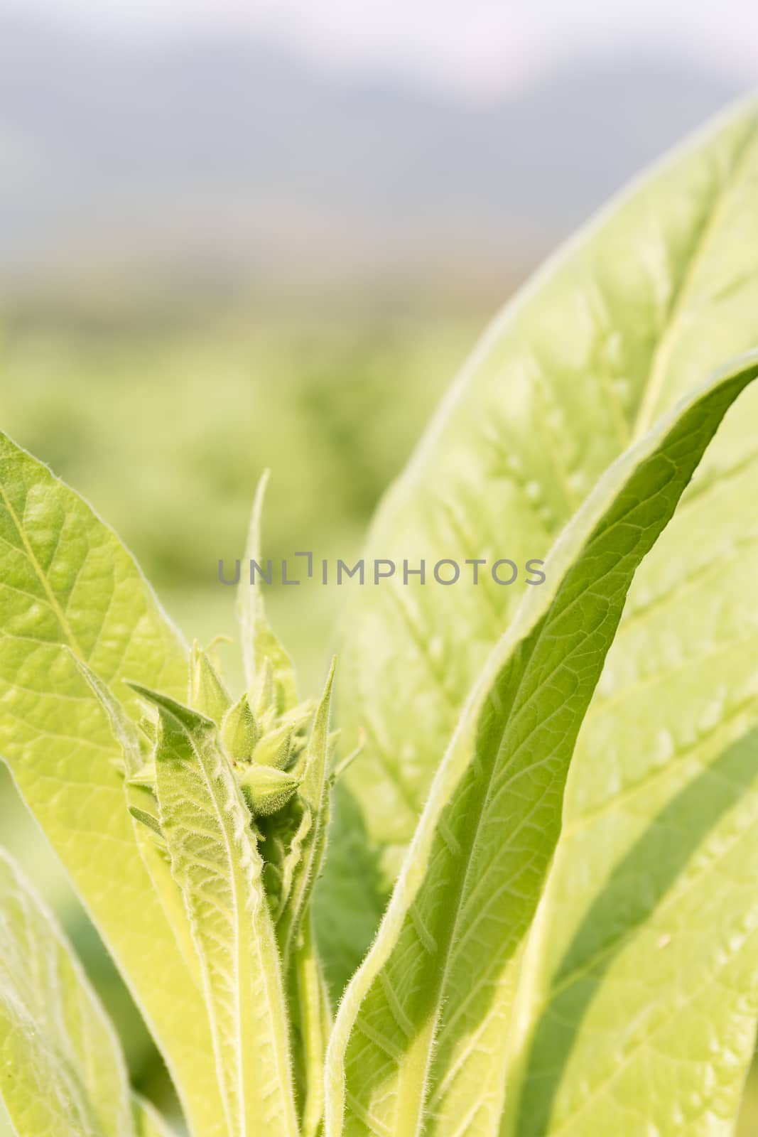 Close up Common tobacco, the Nicotiana tabacum is an annually-growing herbaceous plant