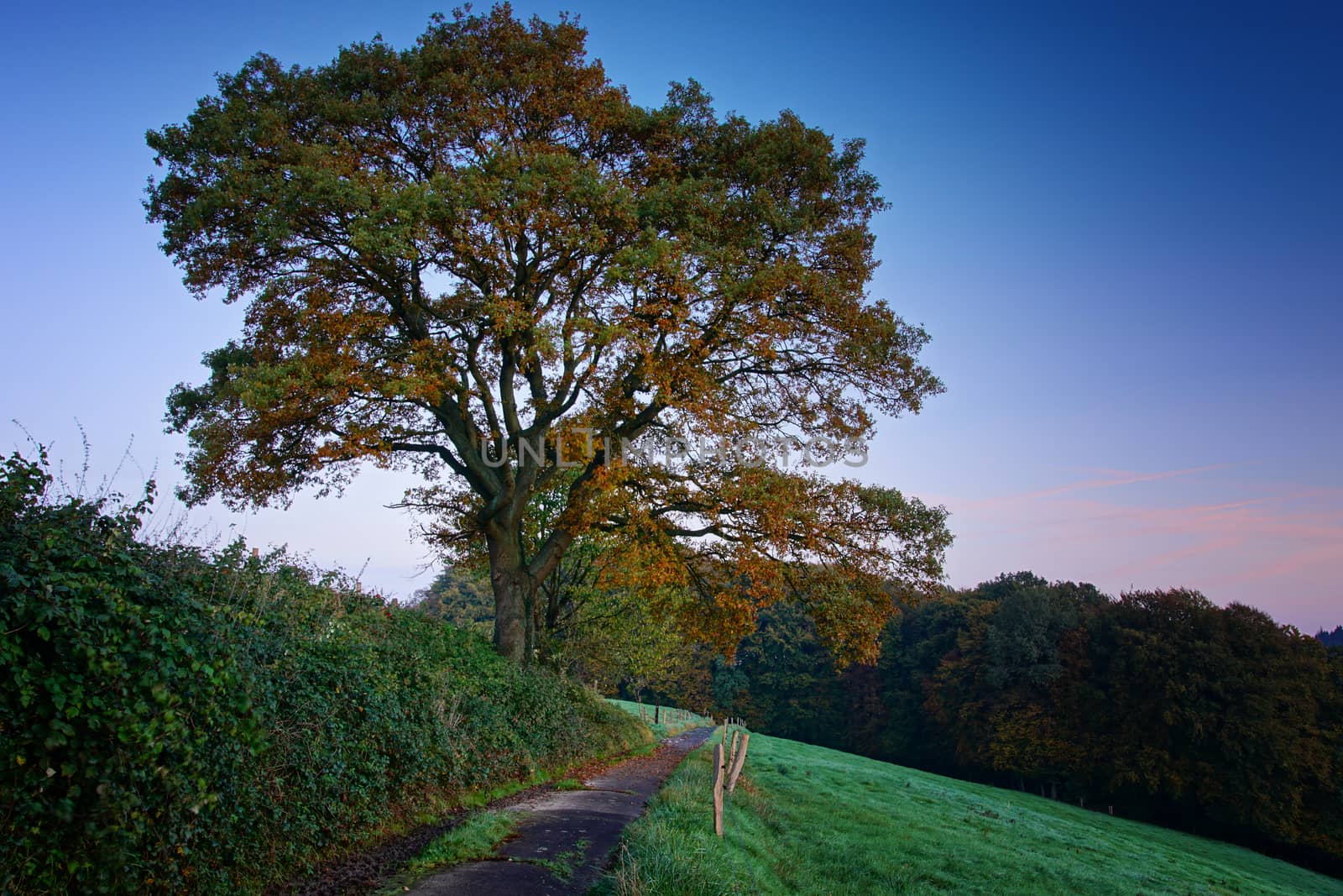 Hiking trail with tree and meadows close to Odenthal, Germany