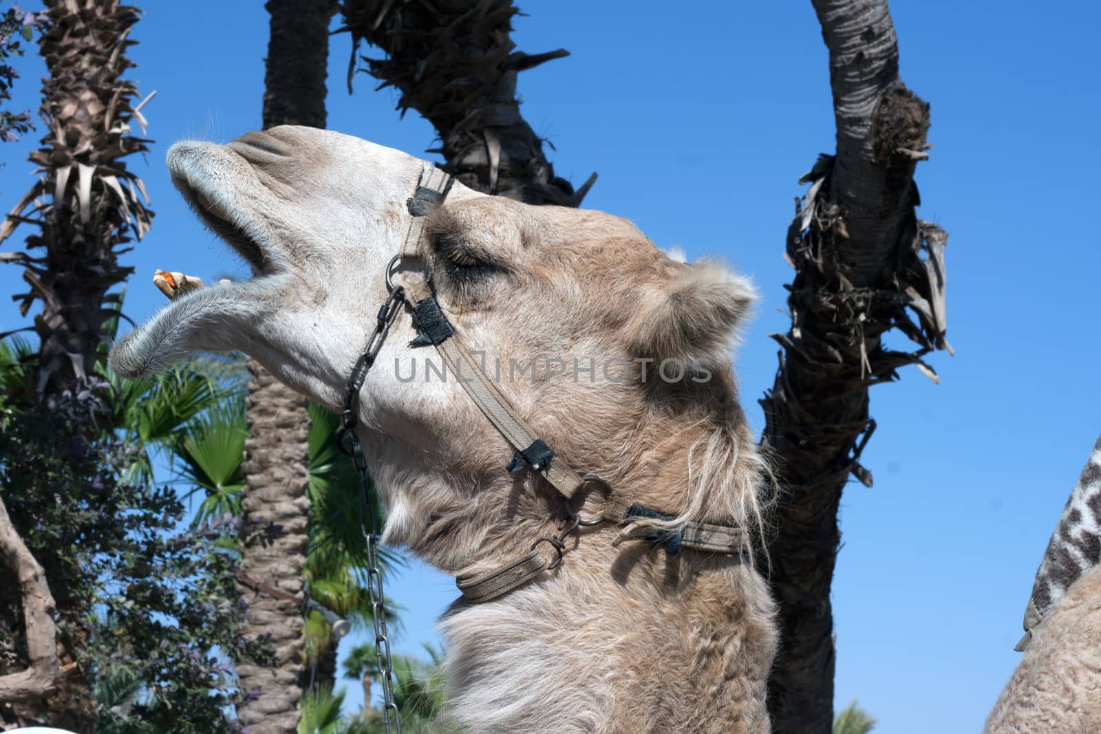 Detail camel head and background blue sky and palms