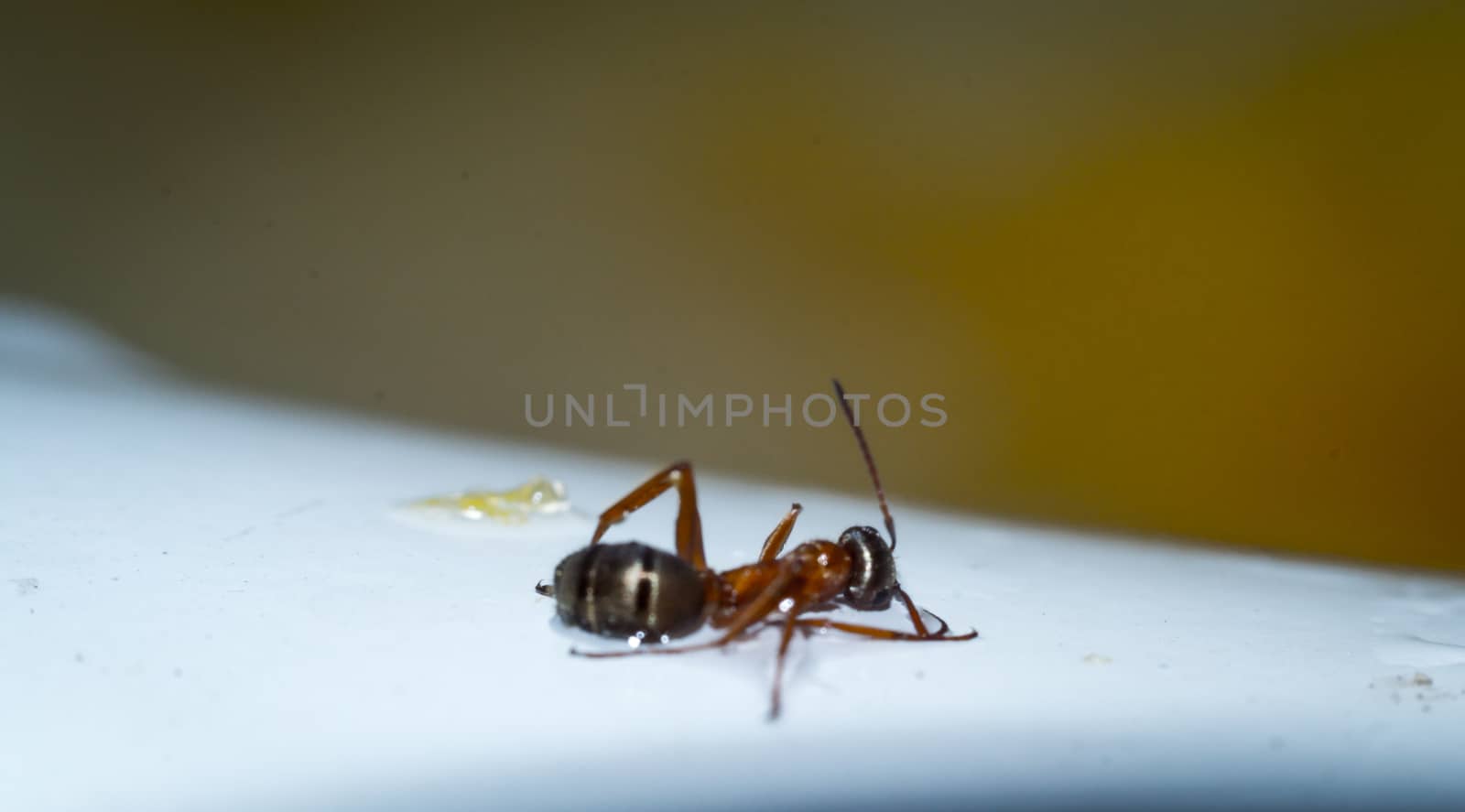 the ant floats close-up macro insect green leaf