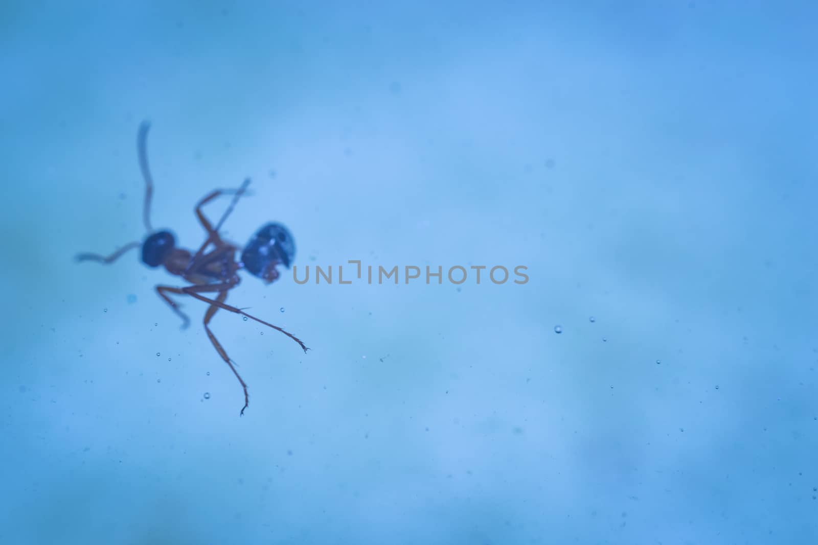 the ant in the water by darksoul72