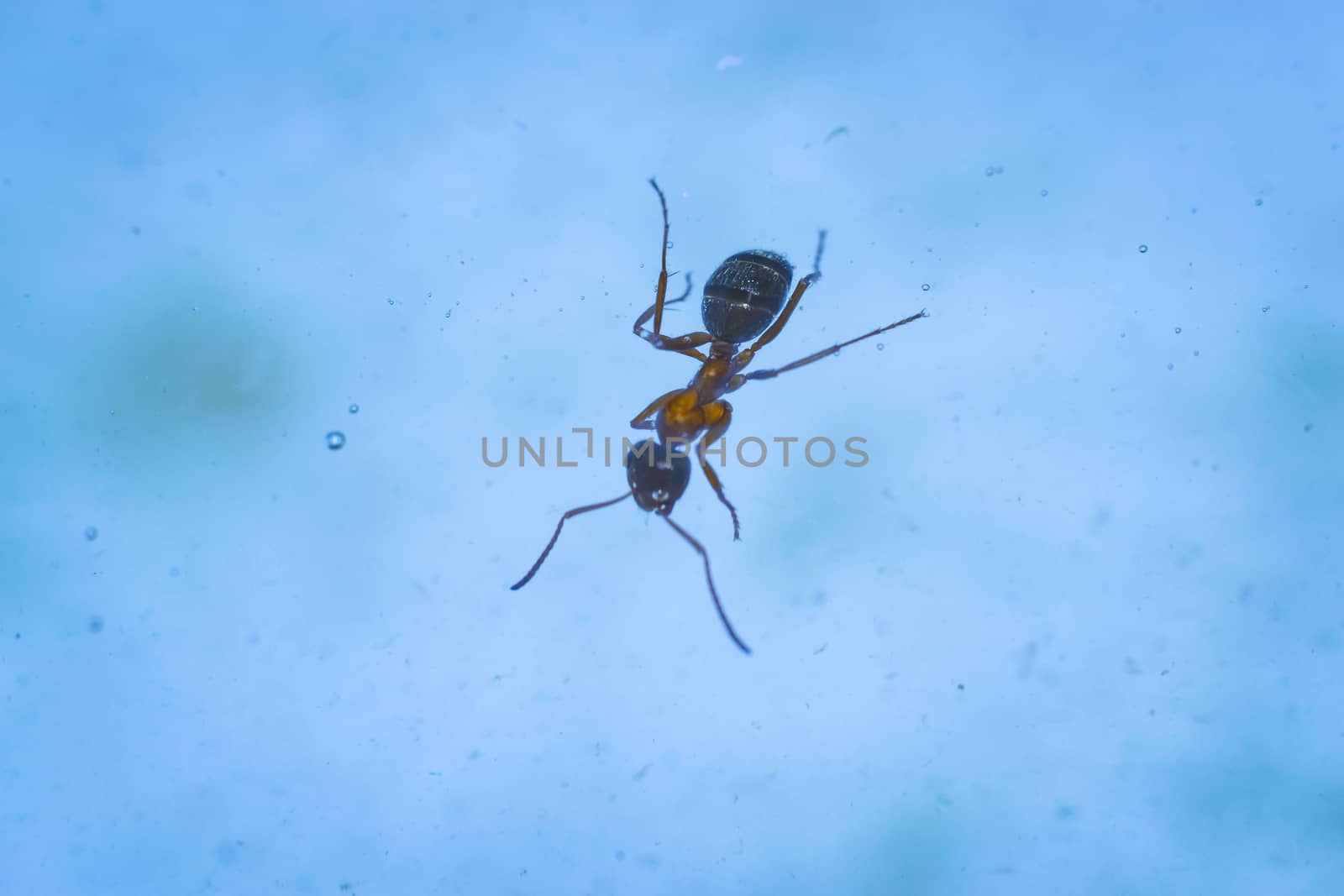 the ant floats close-up macro insect green leaf