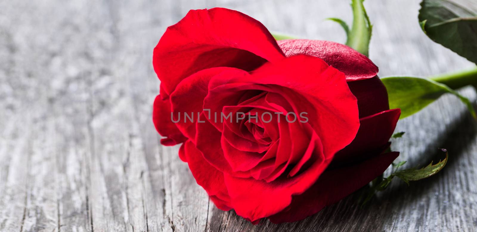 Red rose lying on a wooden table close up