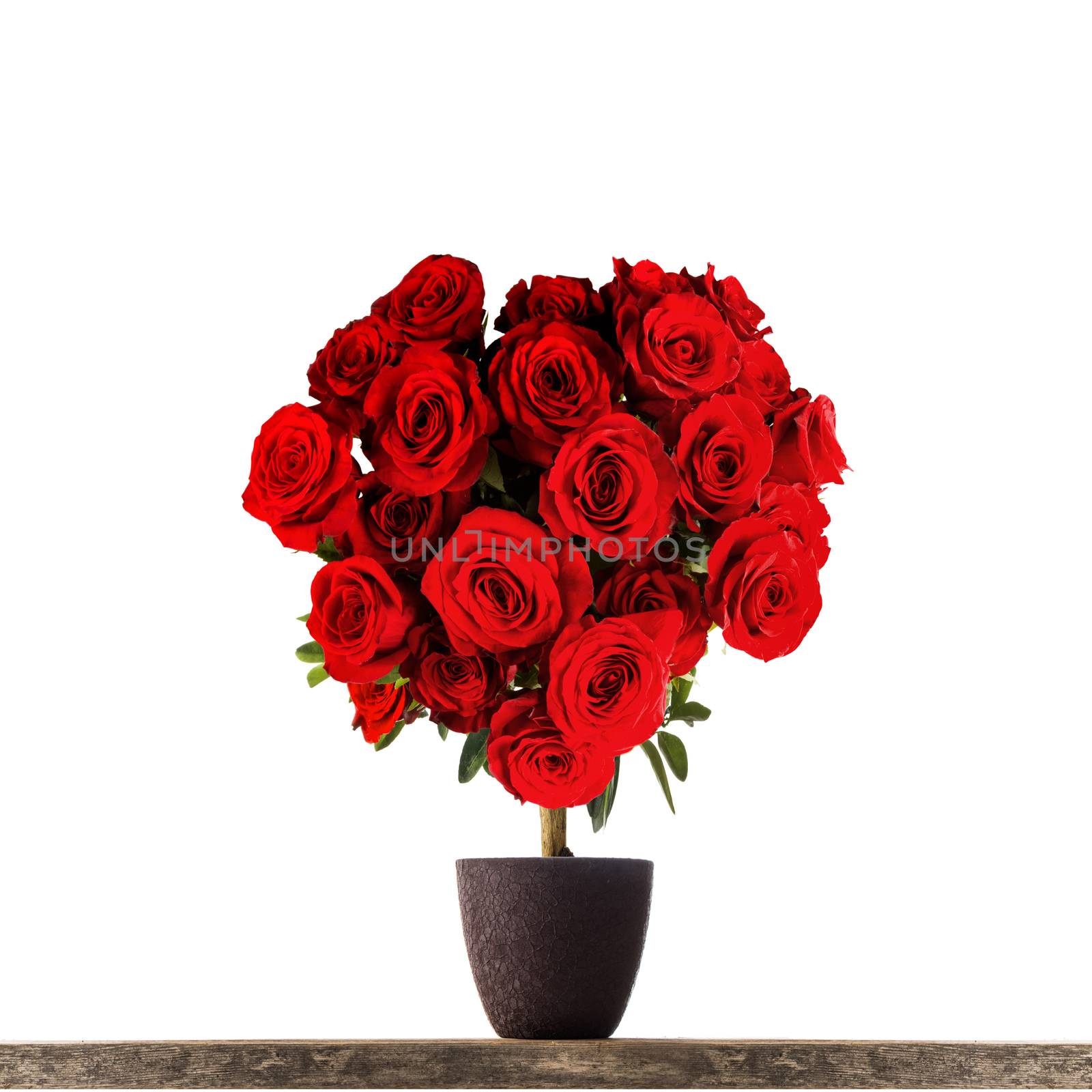 Heart shaped red roses on tree isolated on white background