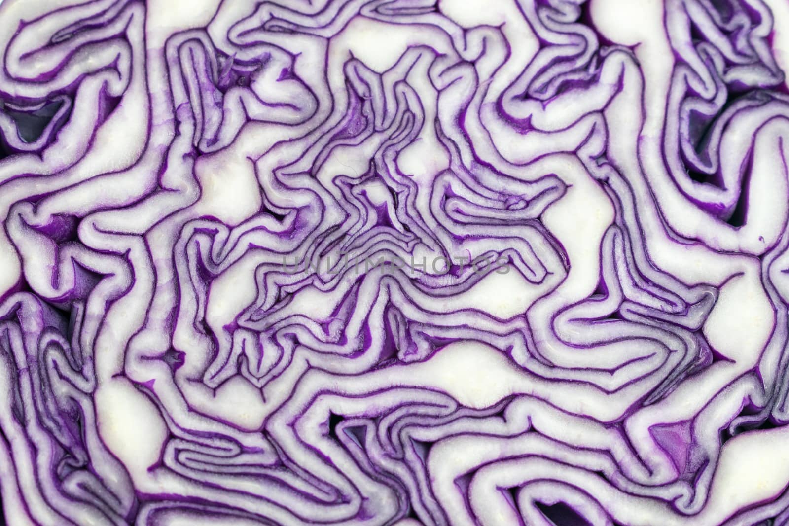 Violet textured cabbage by federica_favara