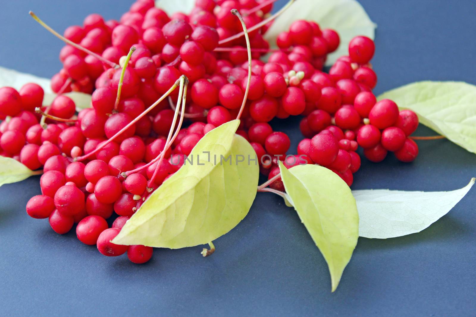 branch of red ripe schisandra with leaves lay on the blue background