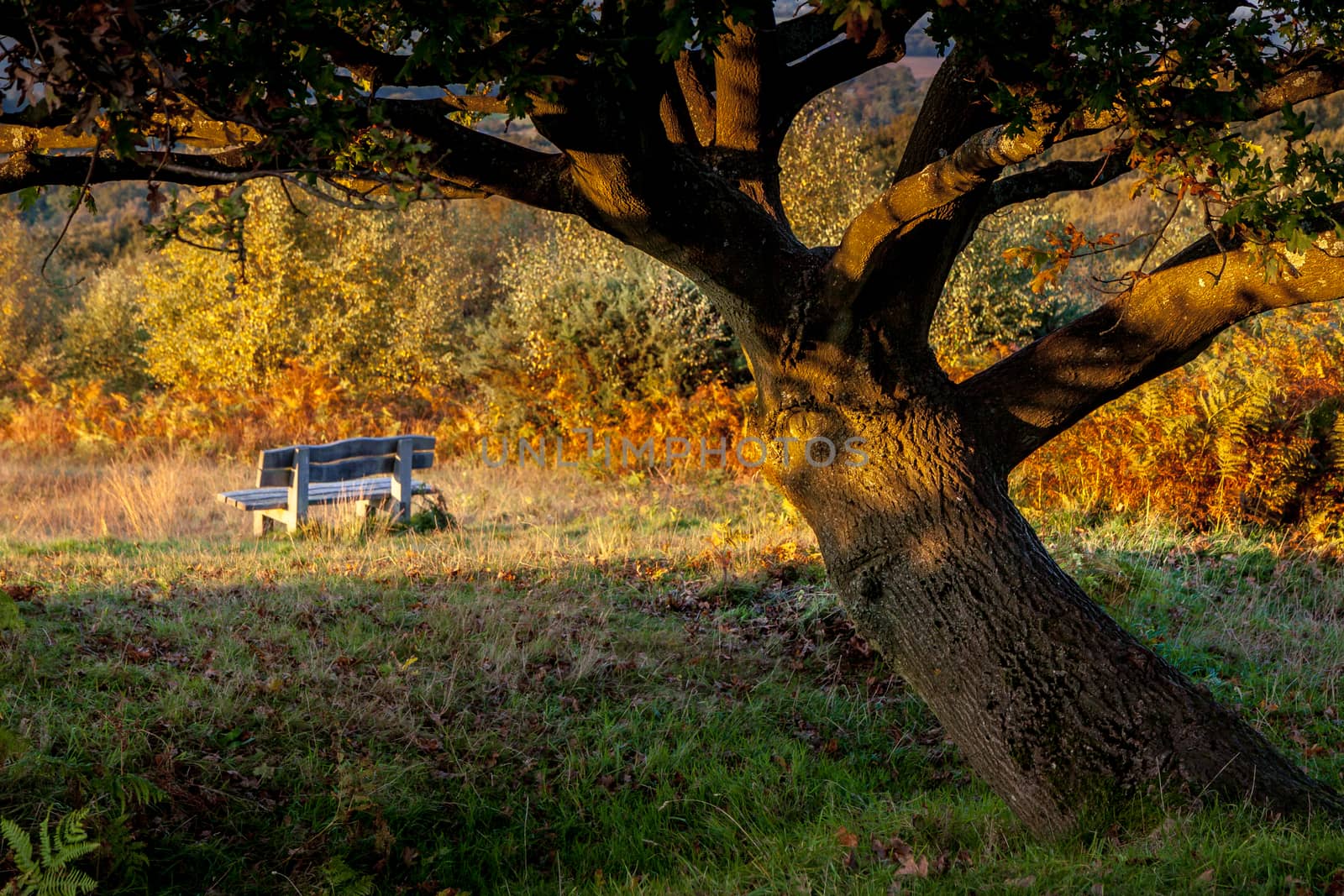 Autumn Sunshine on an Oak Tree in the Ashdown Forest