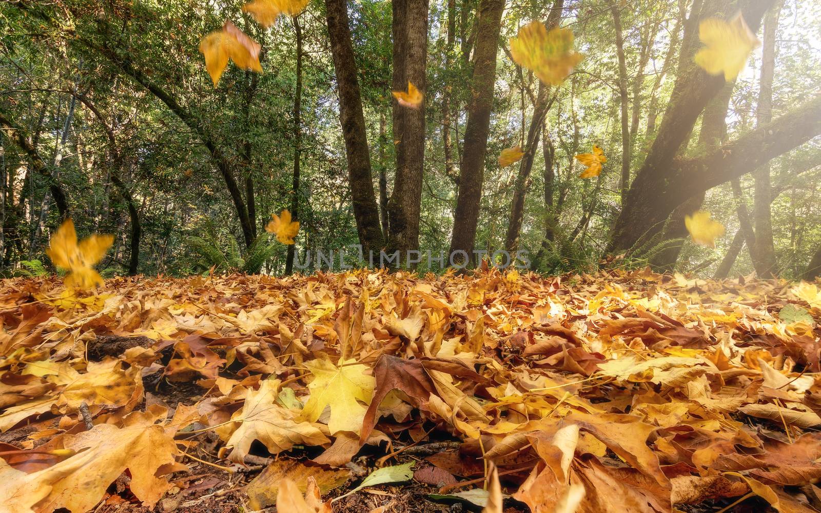 Autumn leaves falling from trees in a Northern California forest.