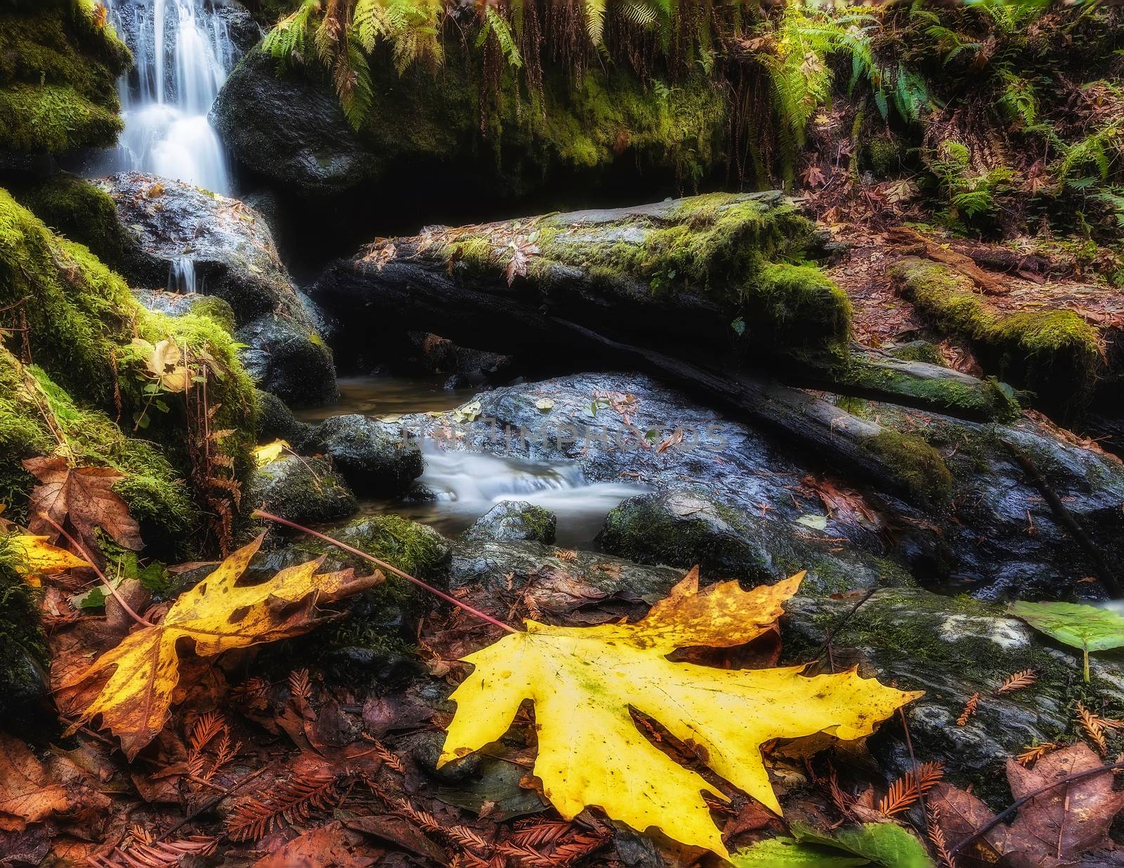 Tranquil Waterfall in Autumn by backyard_photography