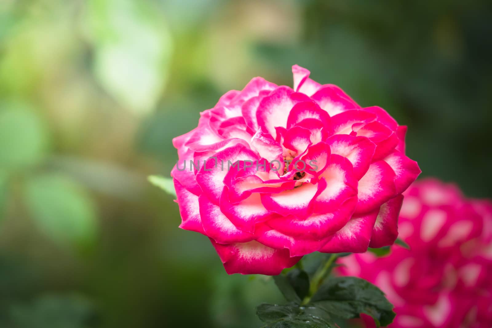 Roses in the garden, Roses are beautiful with a beautiful sunny day.