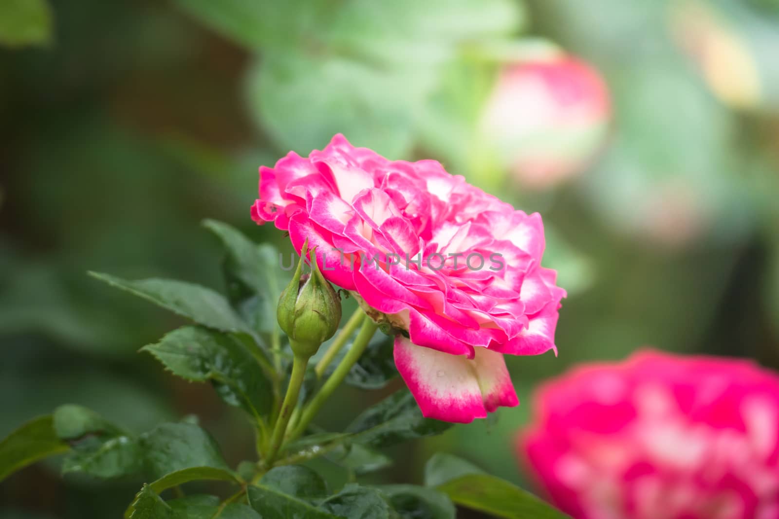 Roses in the garden, Roses are beautiful with a beautiful sunny day.