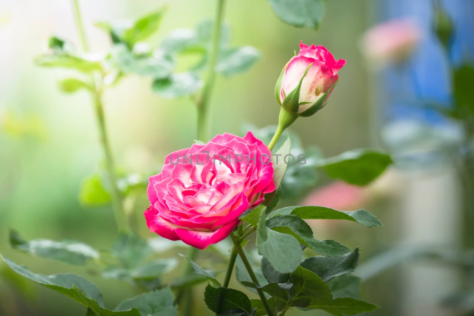 Roses in the garden, Roses are beautiful with a beautiful sunny day.