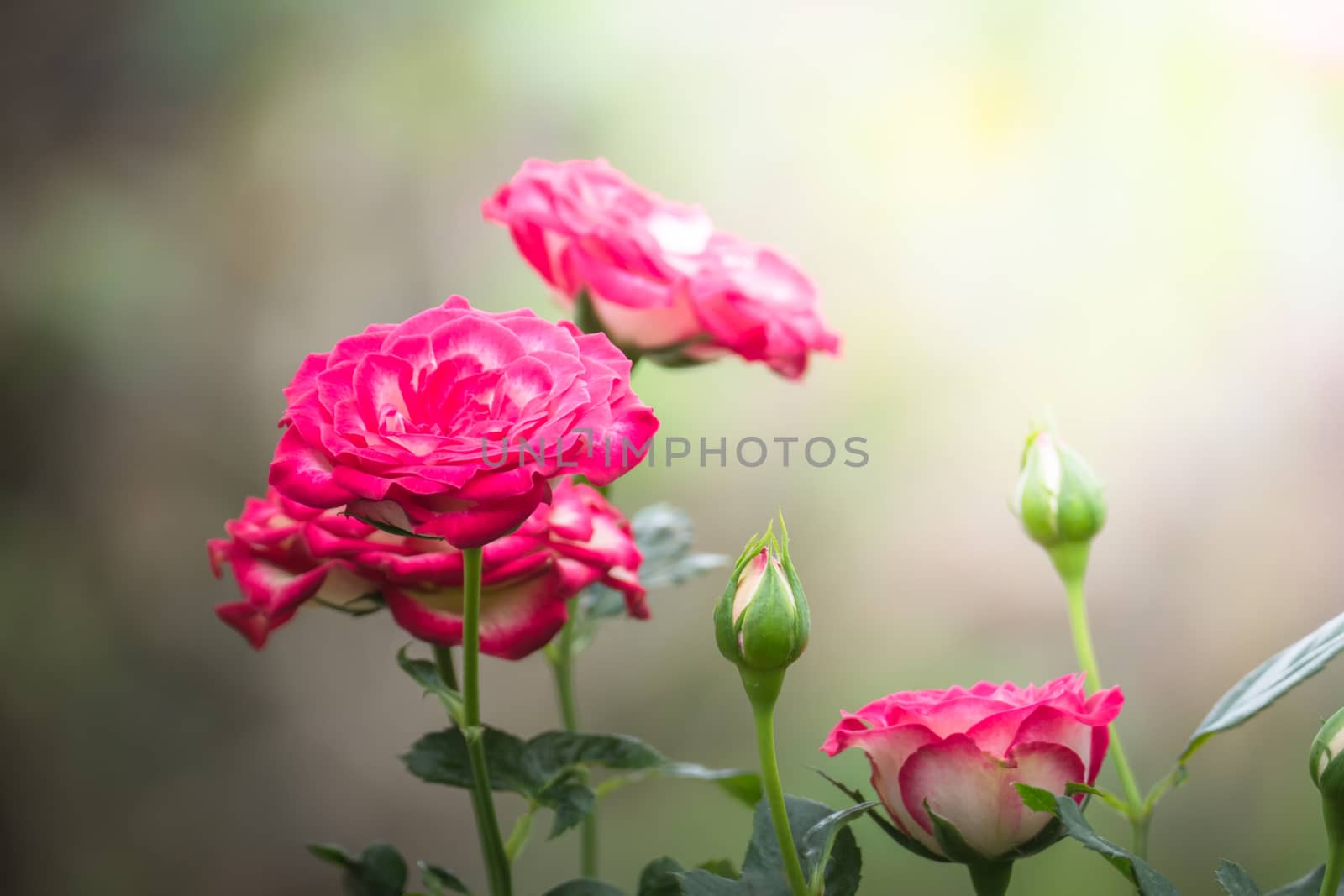 Roses in the garden, Roses are beautiful with a beautiful sunny day.