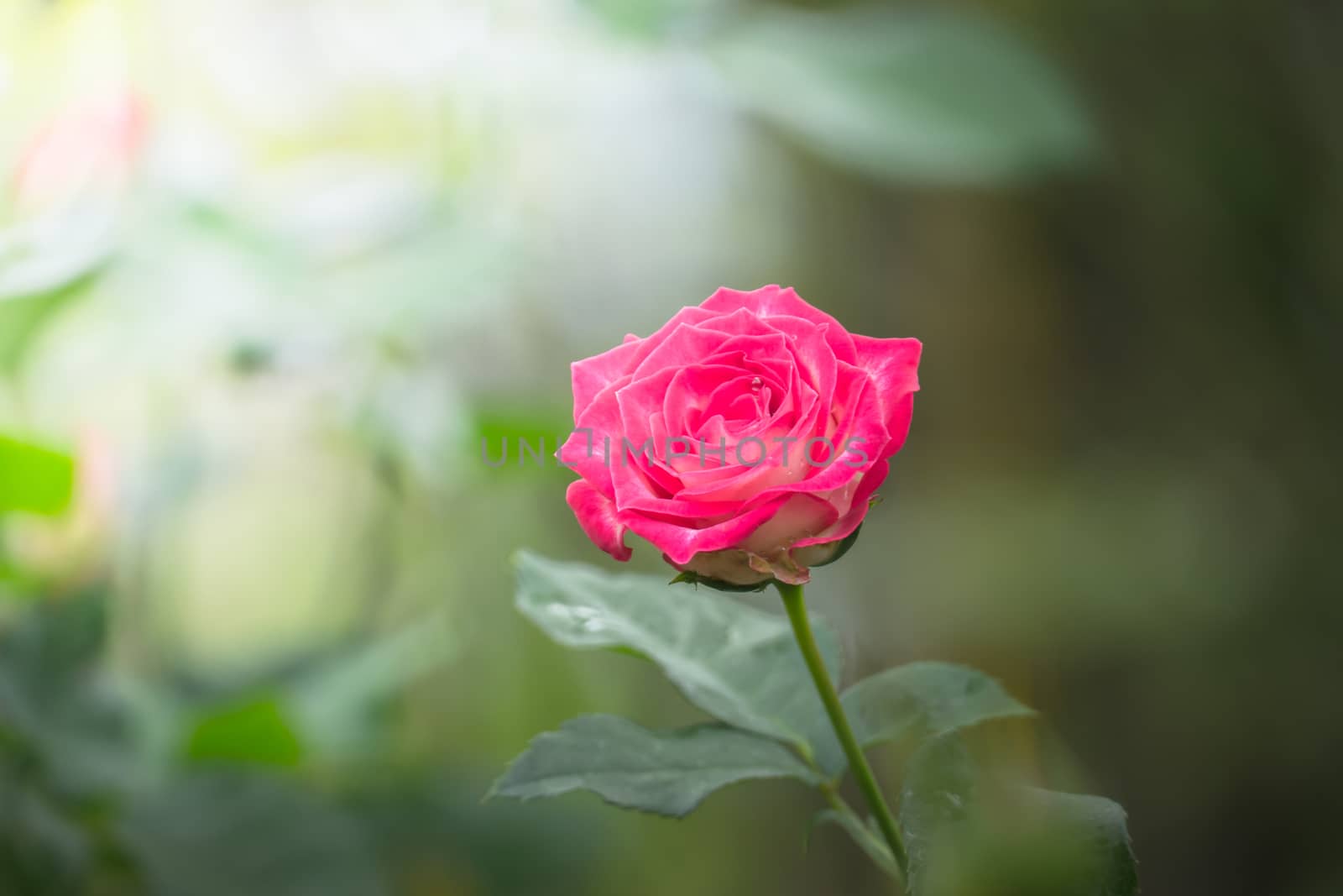 Roses in the garden, Roses are beautiful with a beautiful sunny day.