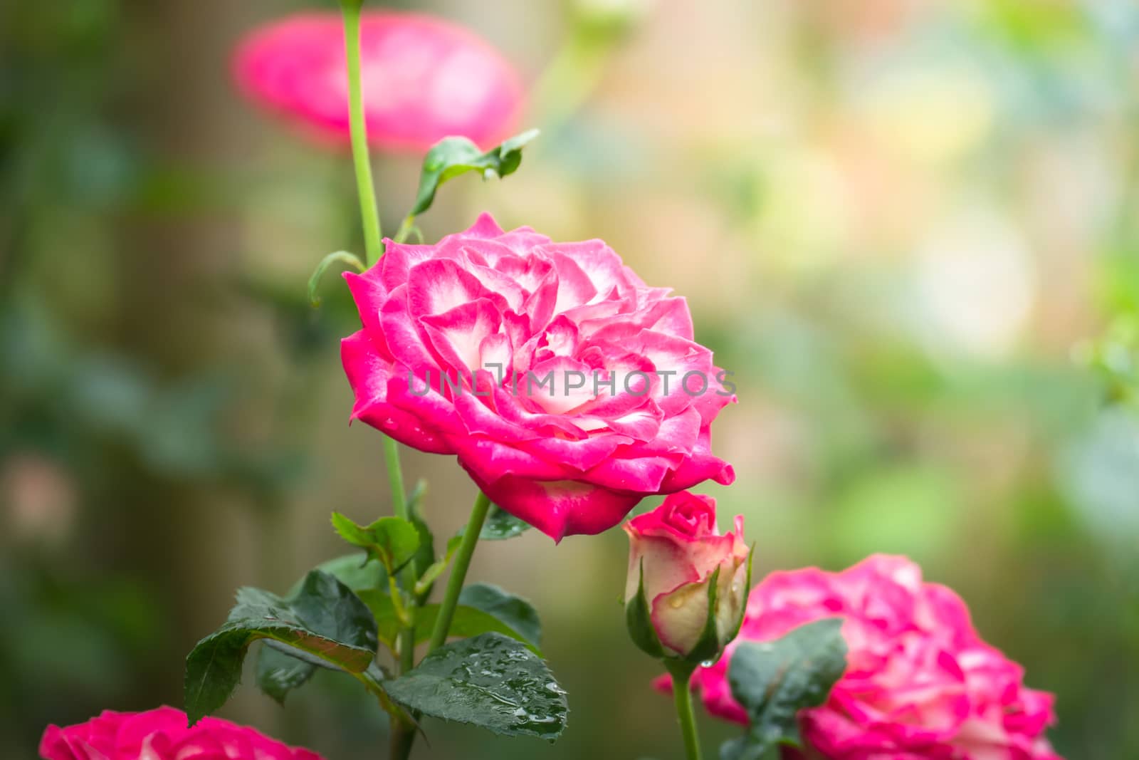 Roses in the garden, Roses are beautiful with a beautiful sunny day.