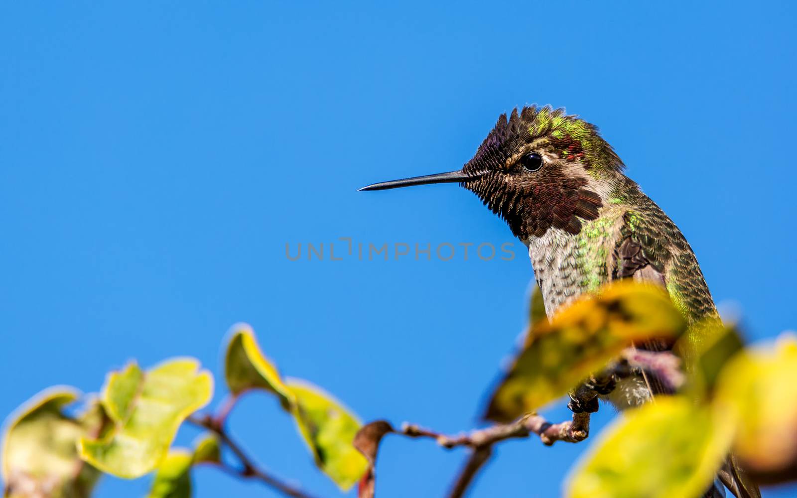 A male Anna's Hummingbird Perched in a Tree, color image, day