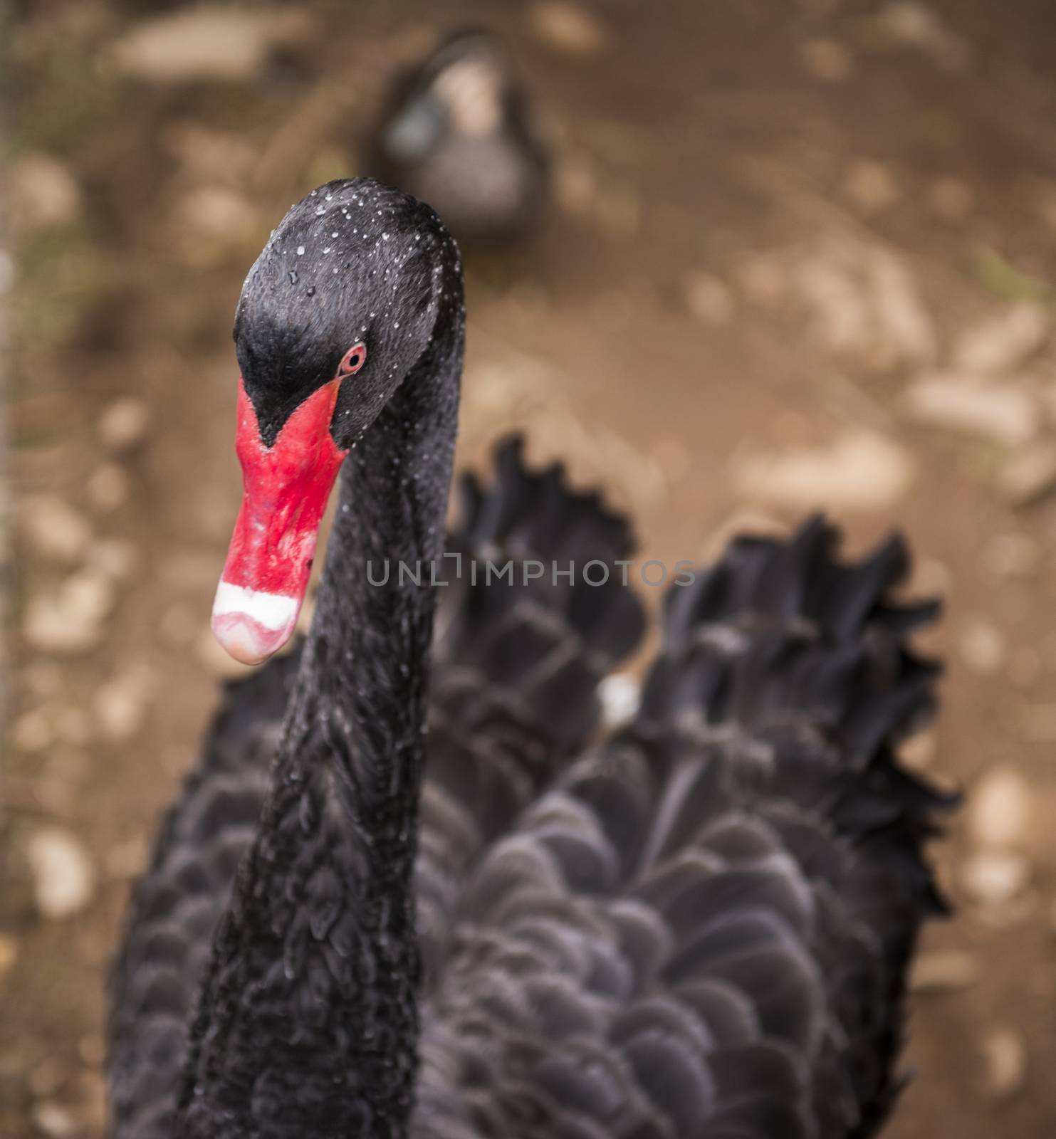 Black swan outdoors during the day standing