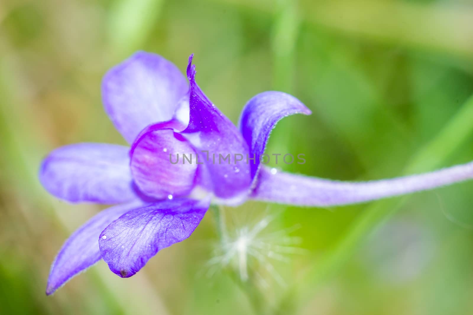 bright flowers macro photo by darksoul72