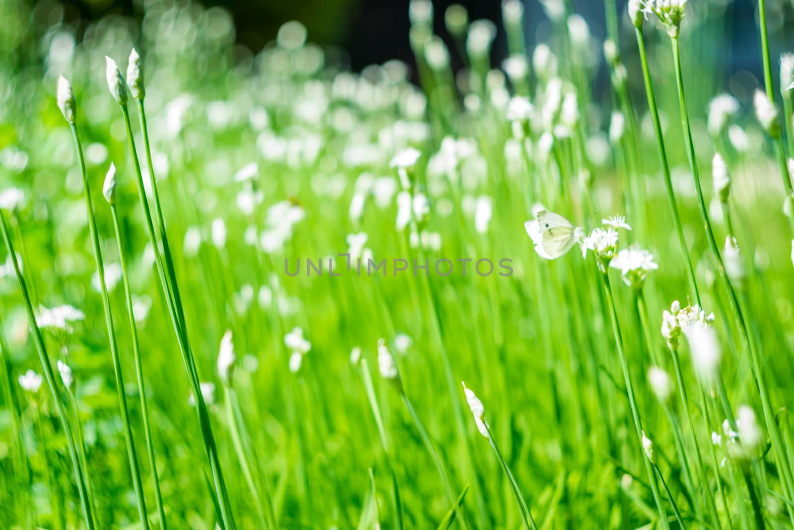 flowers summer South field amazing color love