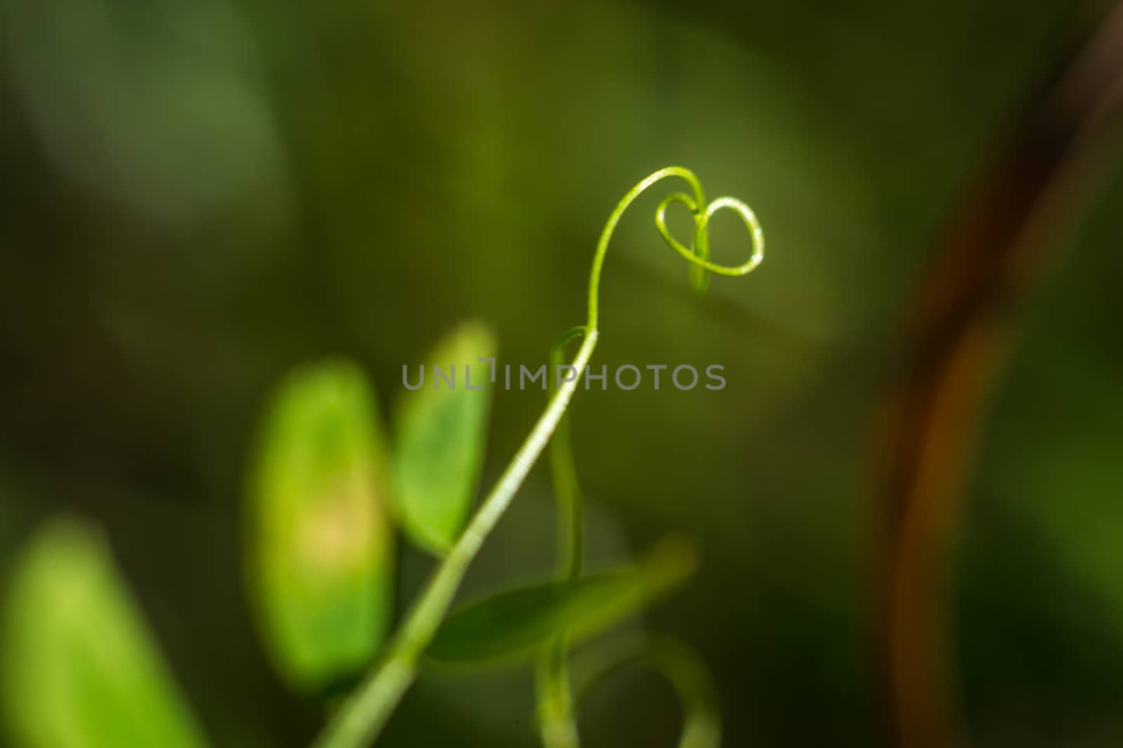 bright flowers macro photo by darksoul72