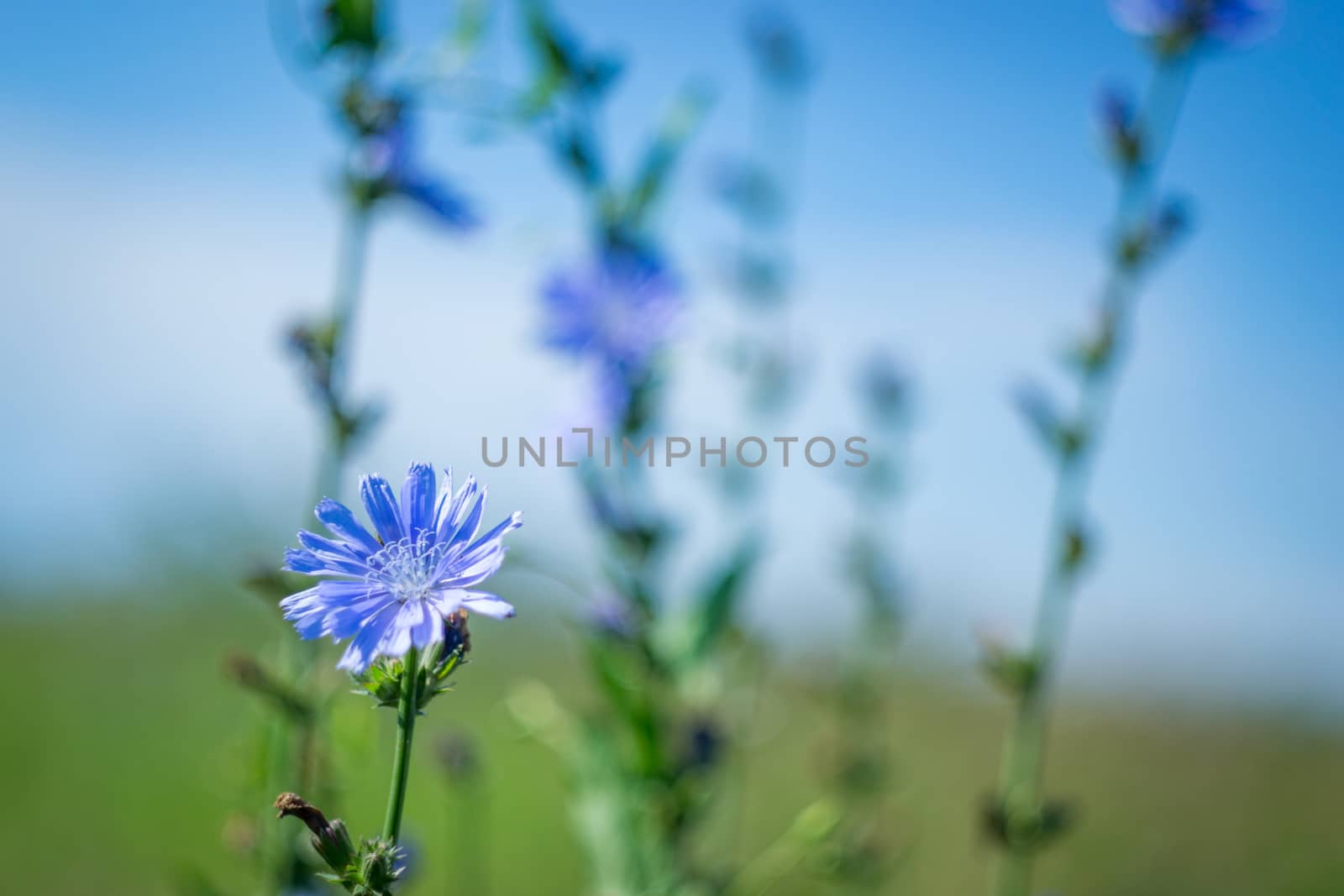 flowers summer South field by darksoul72