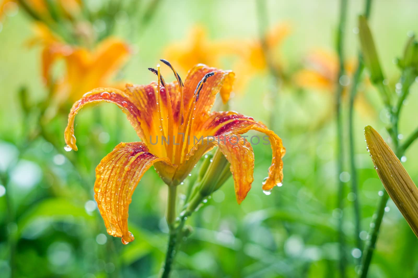 flowers summer South field amazing color love