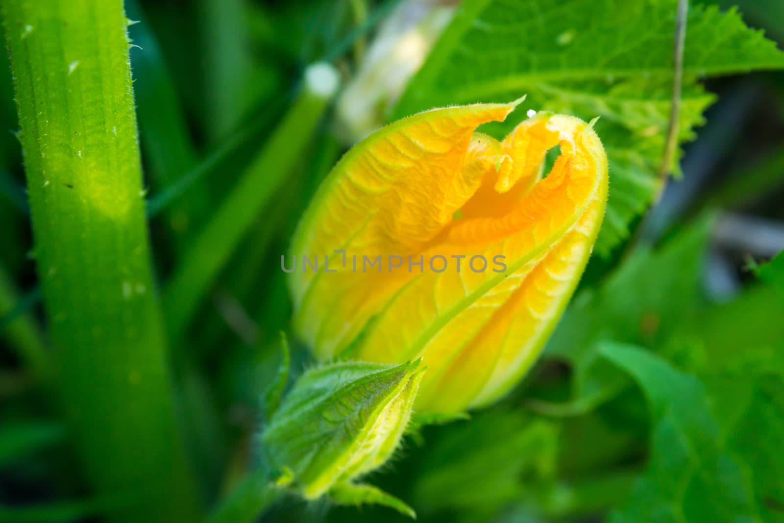 bright flowers macro photo by darksoul72