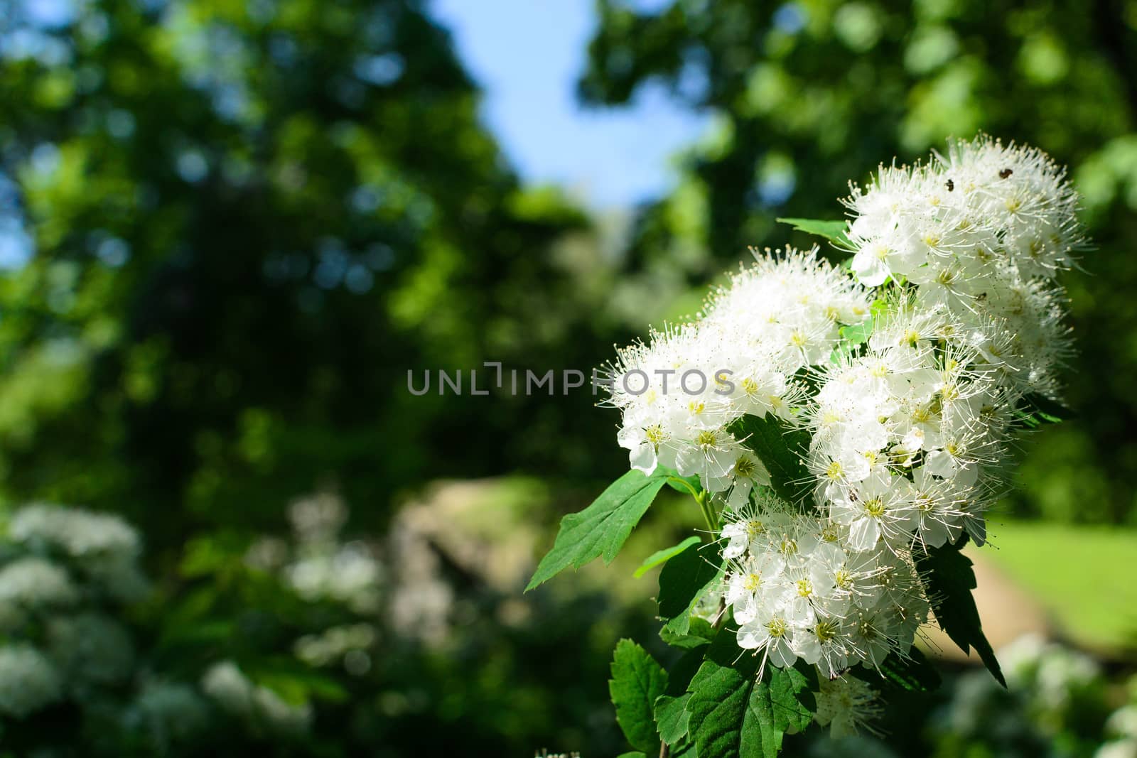 flowers summer South field by darksoul72