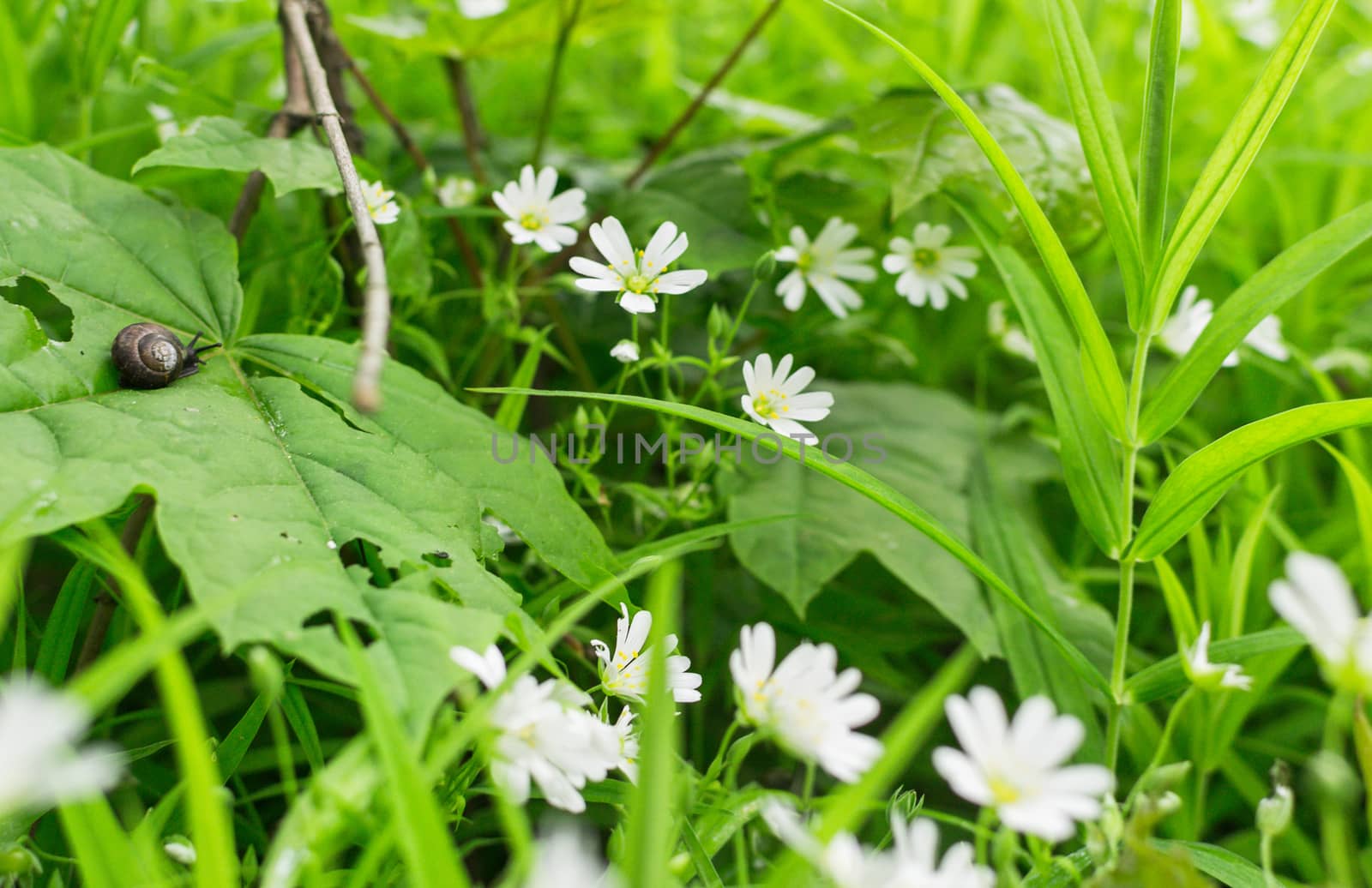 flowers summer South field by darksoul72