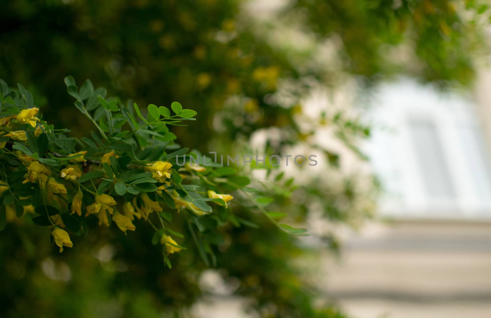 flowers summer South field by darksoul72