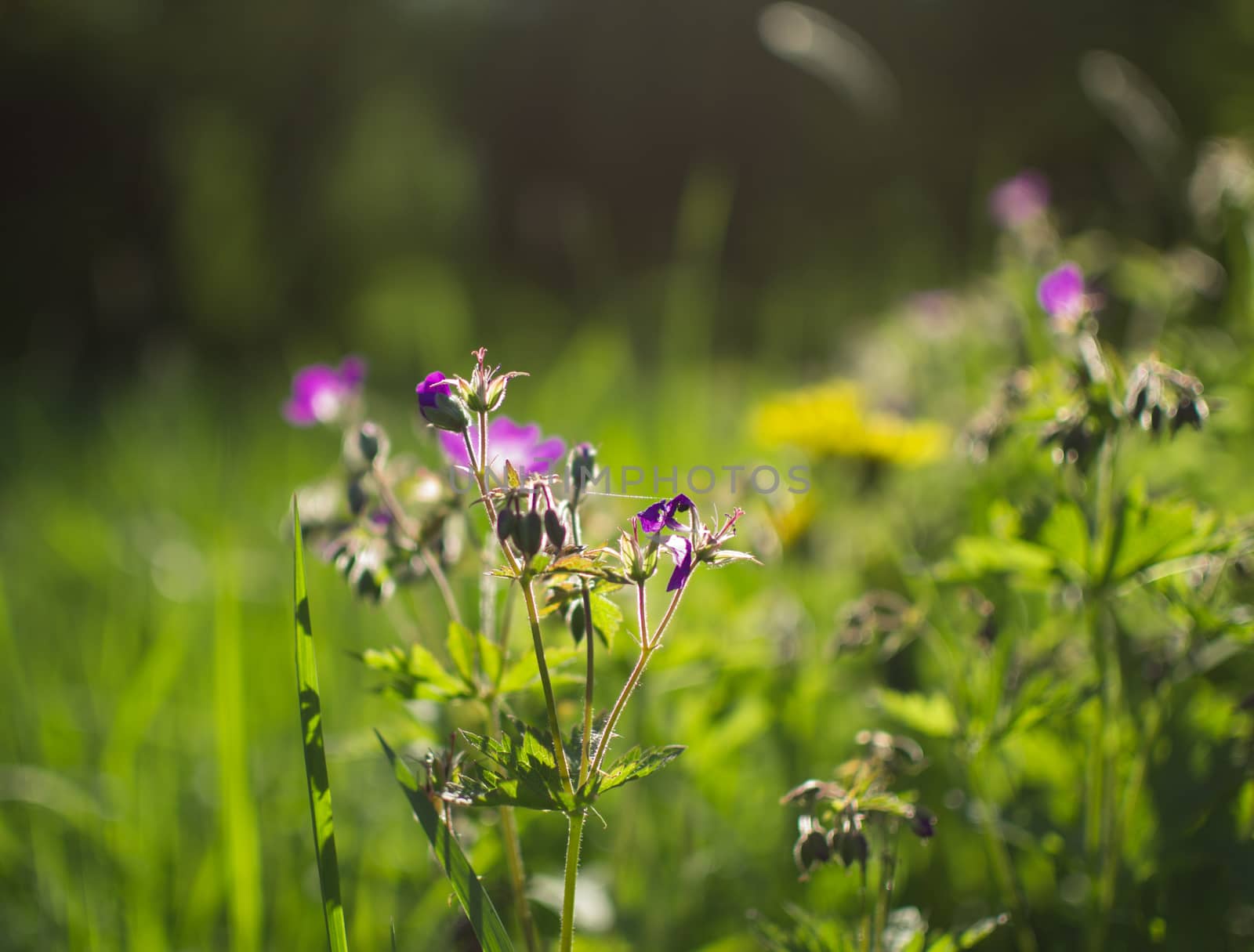 flowers summer South field amazing color love