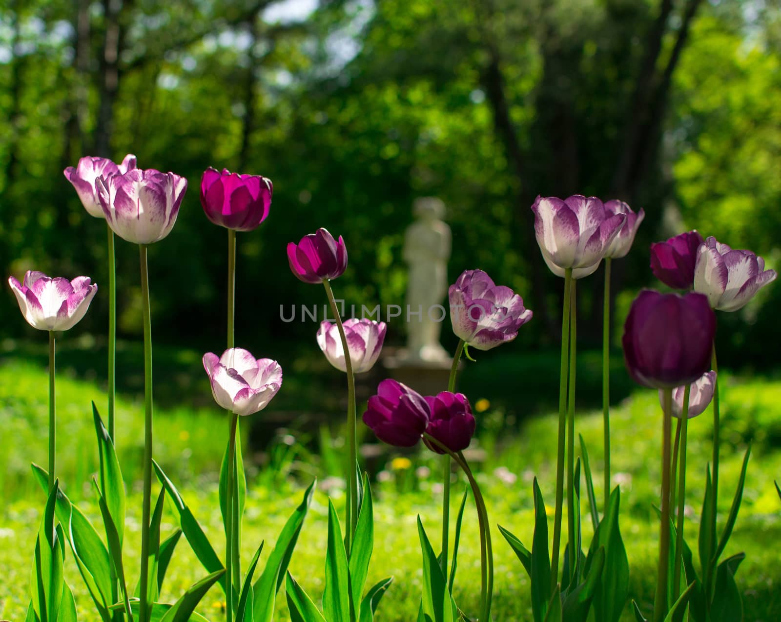 flowers summer South field amazing color love