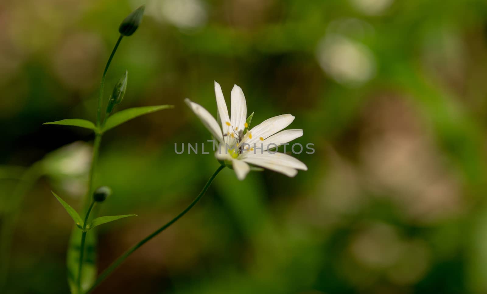 flowers summer South field by darksoul72