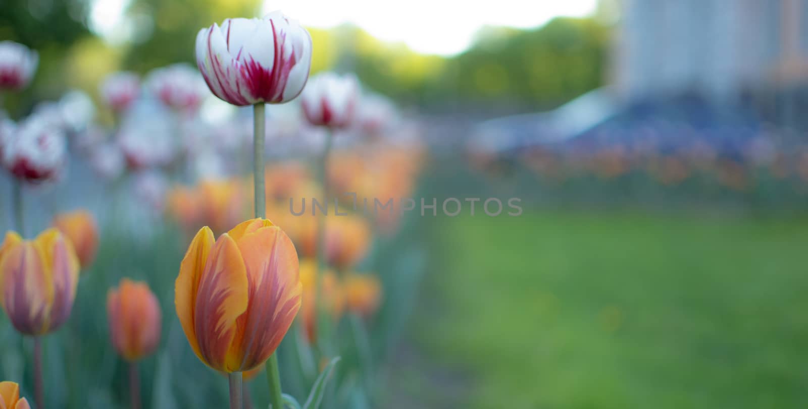 flowers summer South field by darksoul72