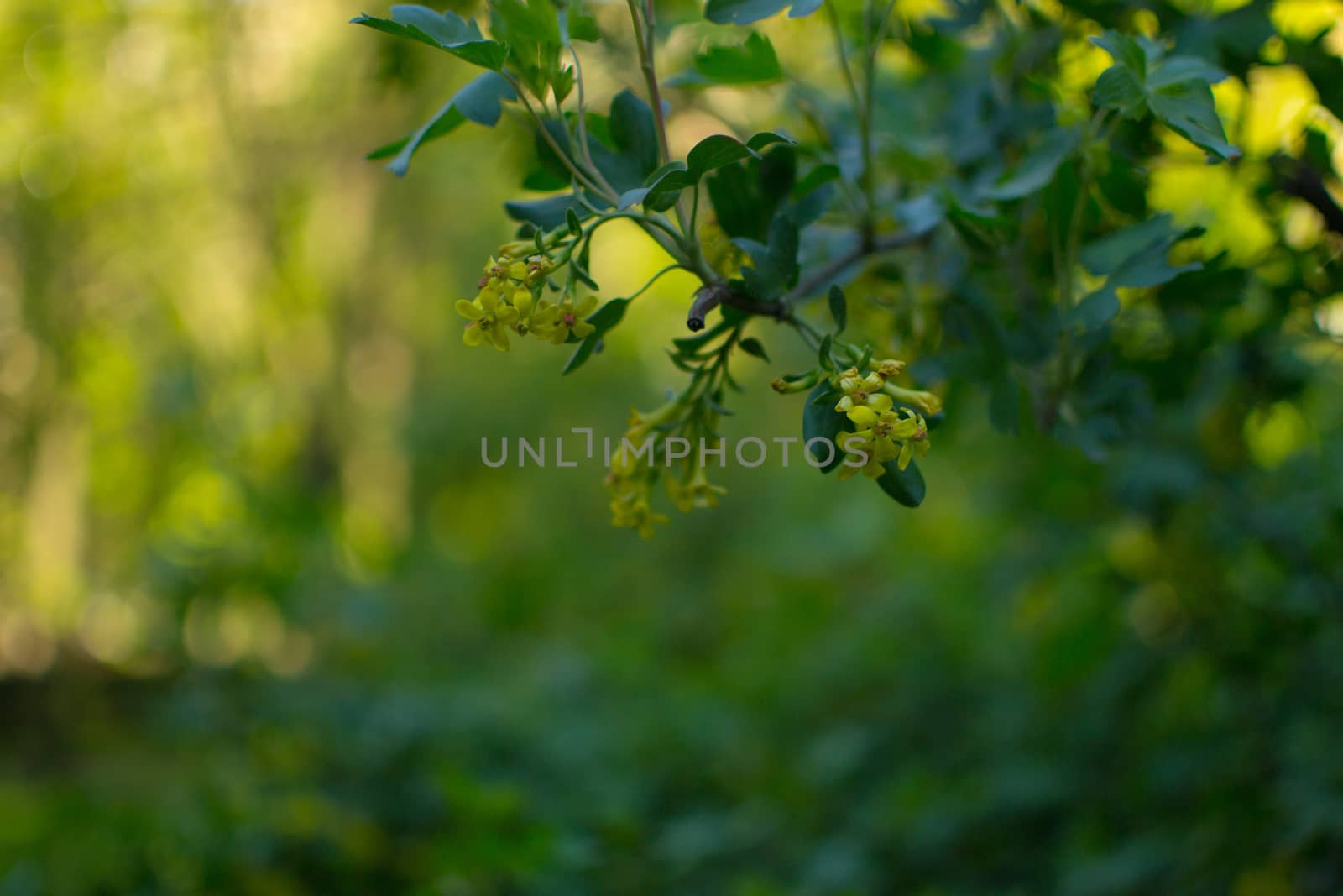 flowers summer South field by darksoul72