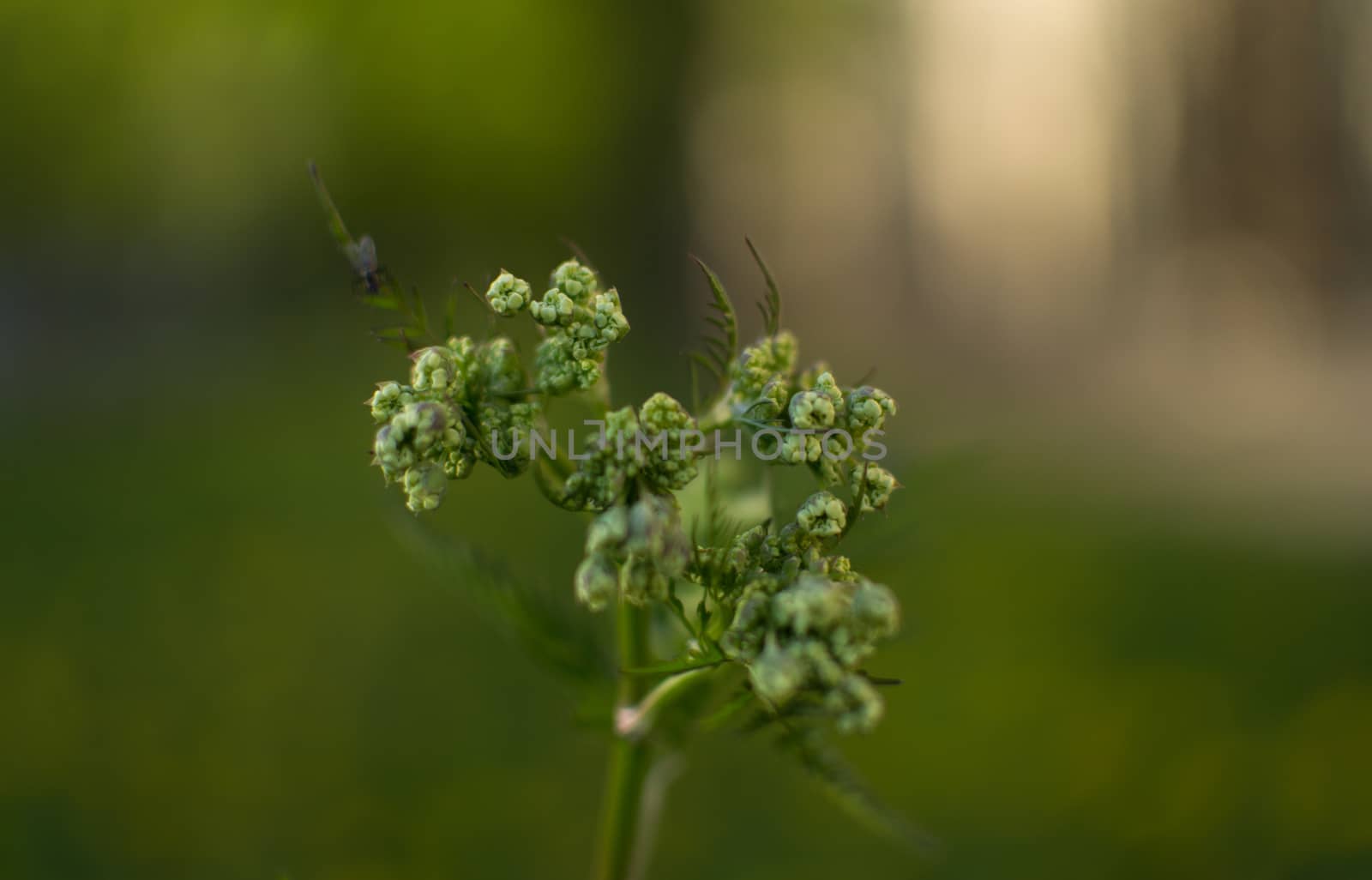 flowers summer South field by darksoul72