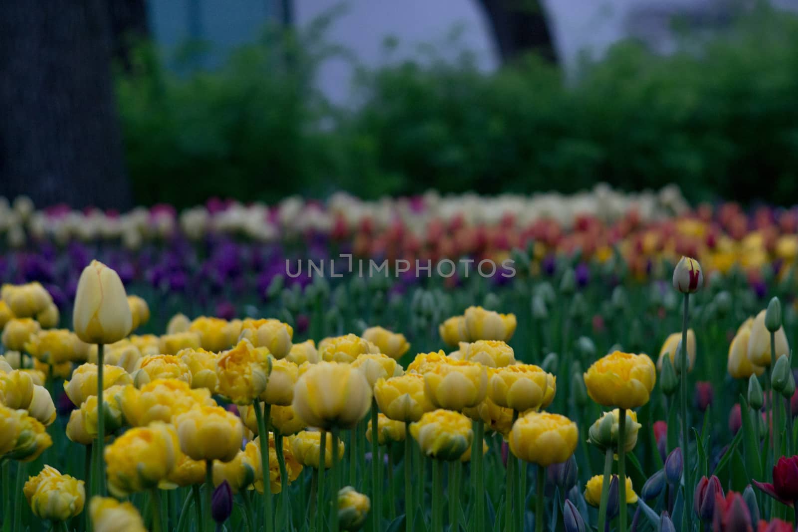 flowers summer South field amazing color love