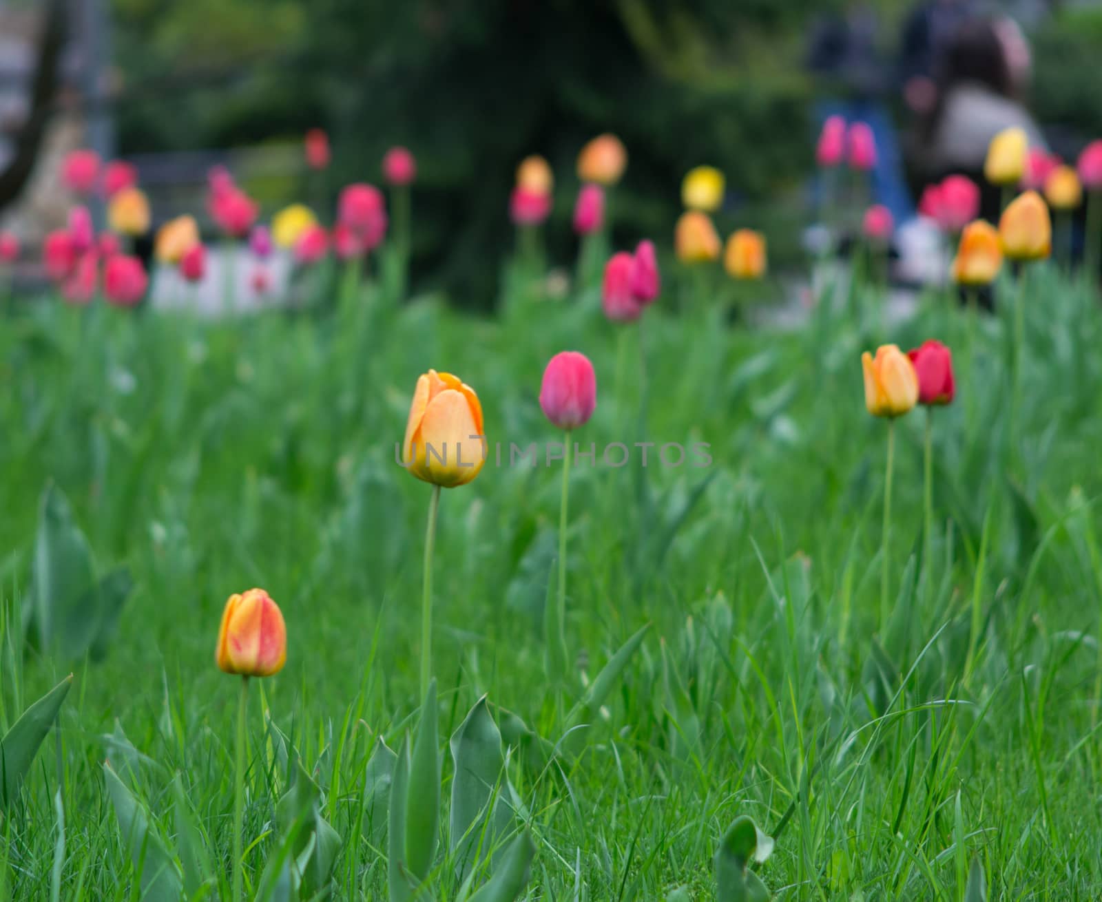 flowers summer South field amazing color love