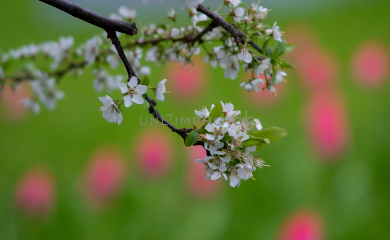 flowers summer South field amazing color love