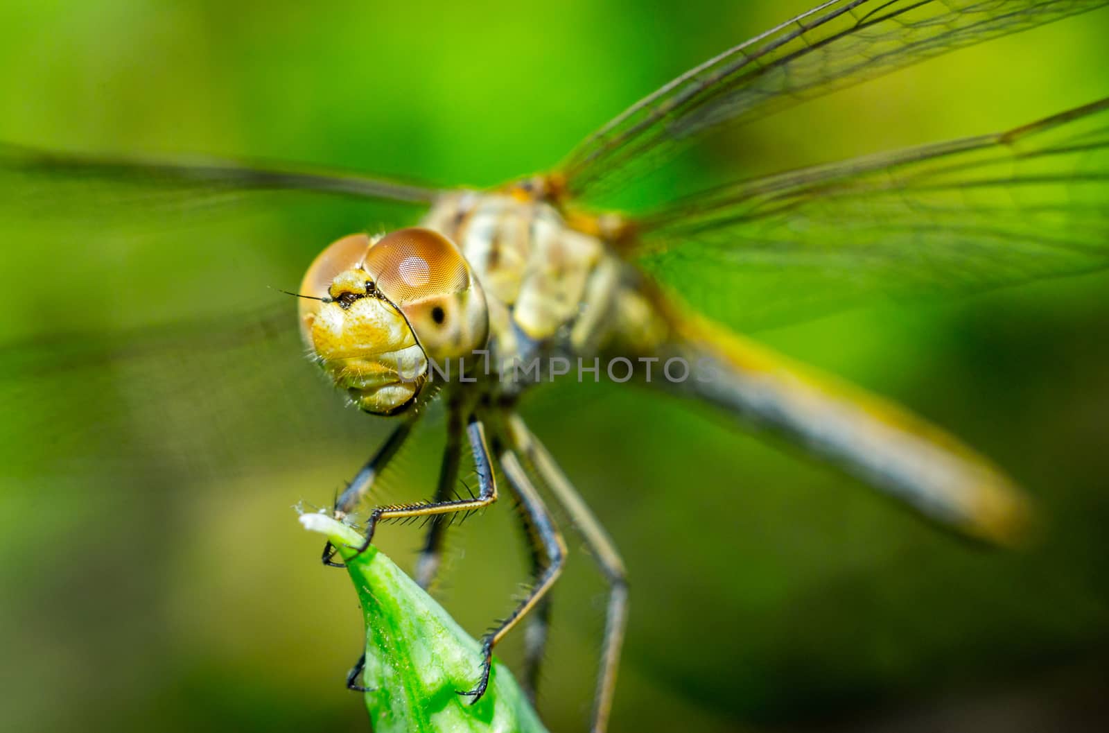 dragonfly on a grass background green close up macro