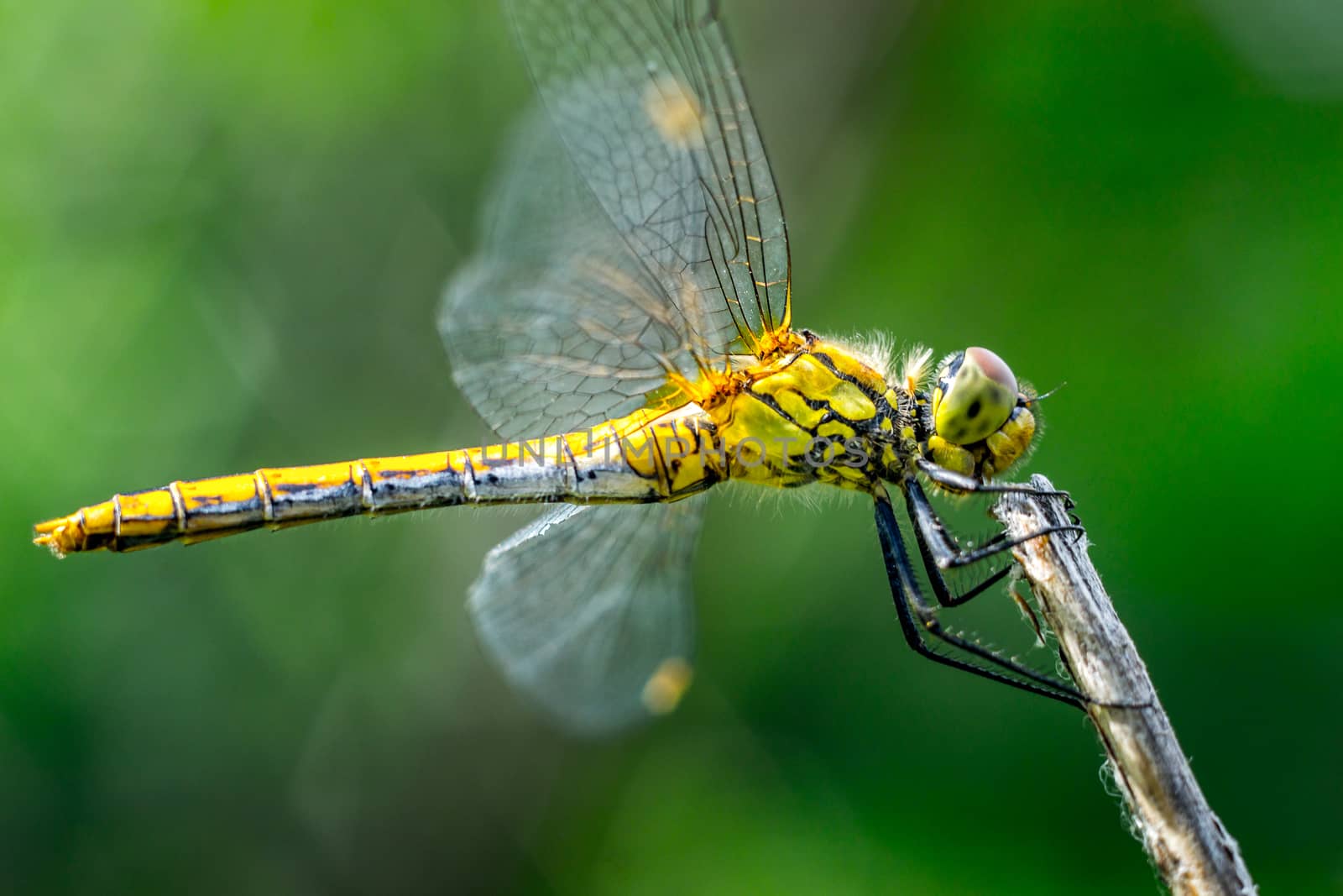 dragonfly on a grass background green close up macro