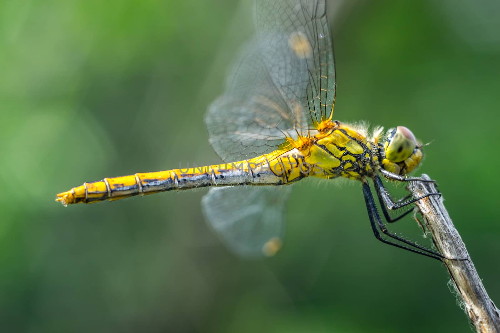 dragonfly on a grass background green close up macro