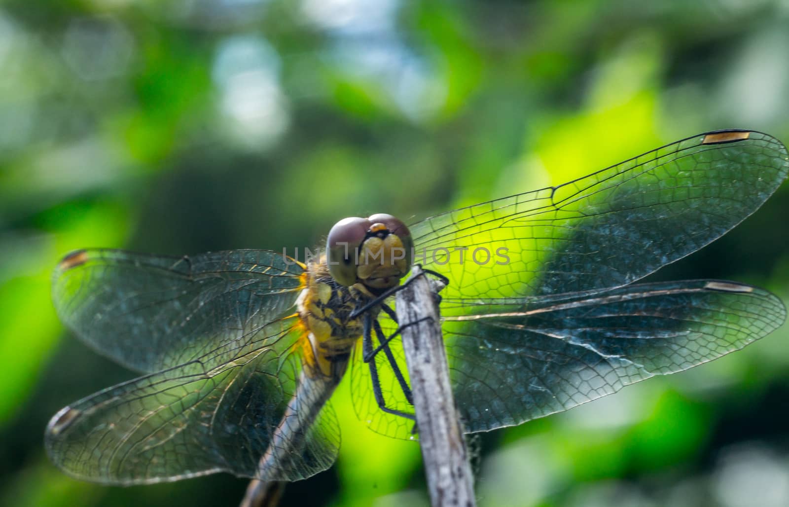 dragonfly on a grass background green close up macro