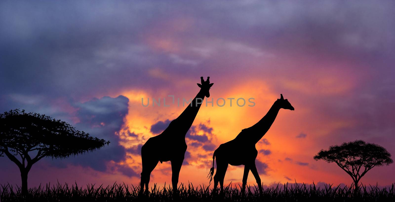 Silhouettes of two giraffes against a sunset. Giraffes and evening sunset.                                                             